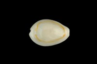 藏品(金環寶螺)的圖片